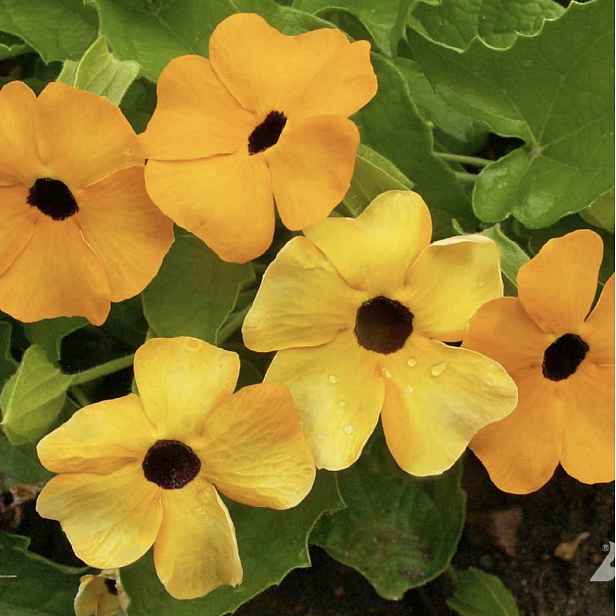 Culina Botanica Černooká Zuzana pnoucí, žlutá