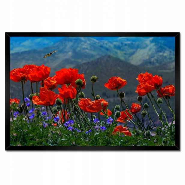 Plakáty v rámu 60x40 Červené máky Květiny