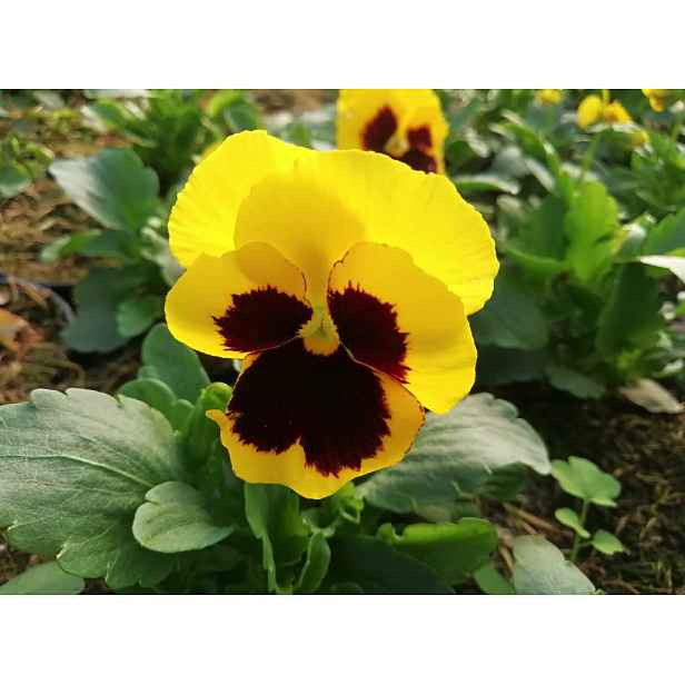 Culina Botanica Maceška švýcarská jednoduchá, žlutá s okem