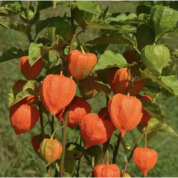 Culina Botanica Mochyně - židovská třešeň, oranžová