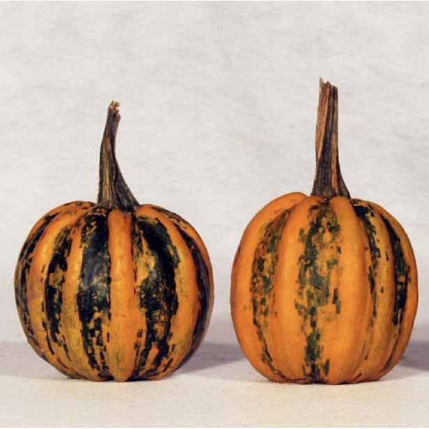 Culina Botanica Tykev okrasná KAMO KAMO