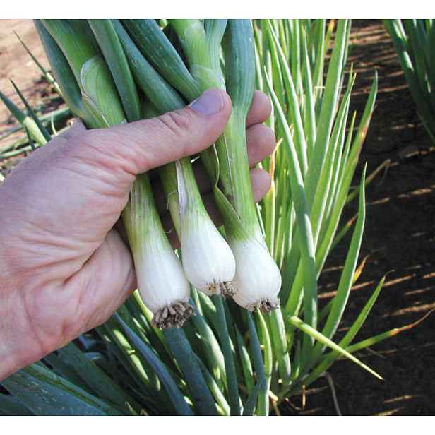 Culina Botanica Cibule zimní sečka BAJKAL