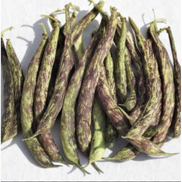 Culina Botanica Fazol keříčkový BOBIS D´ALBENGA
