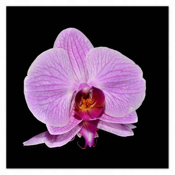 Plakáty 140x140 Fialový orchidej