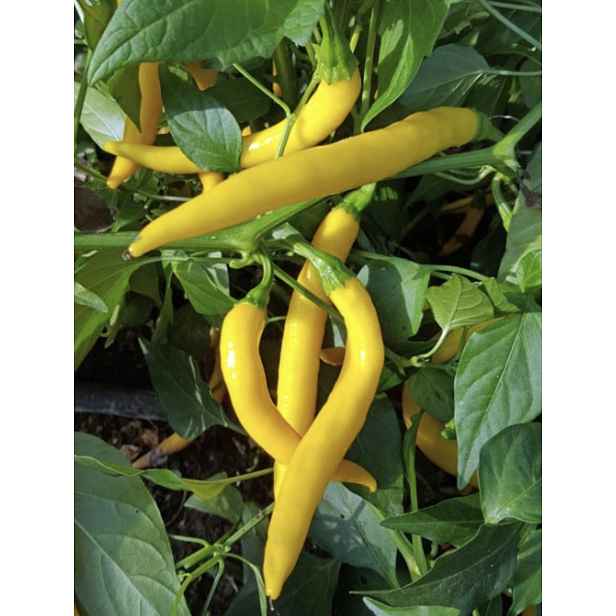 Culina Botanica Paprika zeleninová pálivá DE CAYENNE, žlutá