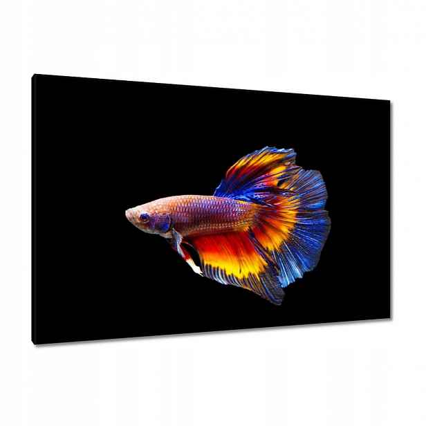 Obrazy 120x80 Bojové ryby černé pozadí