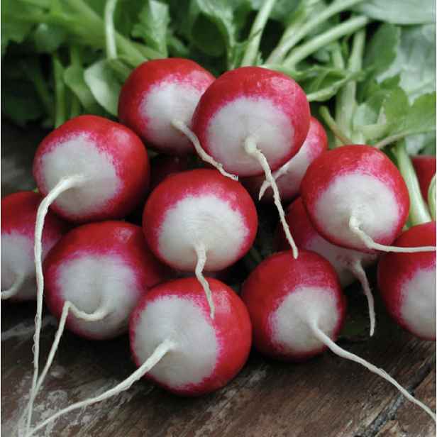 Culina Botanica Ředkvička POLONEZA, kulatá červenobílá