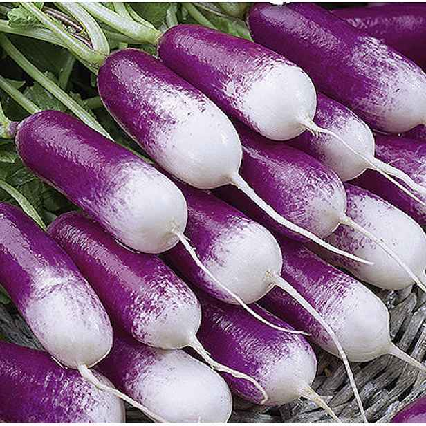 Culina Botanica Ředkvička válcovitá FELICIA