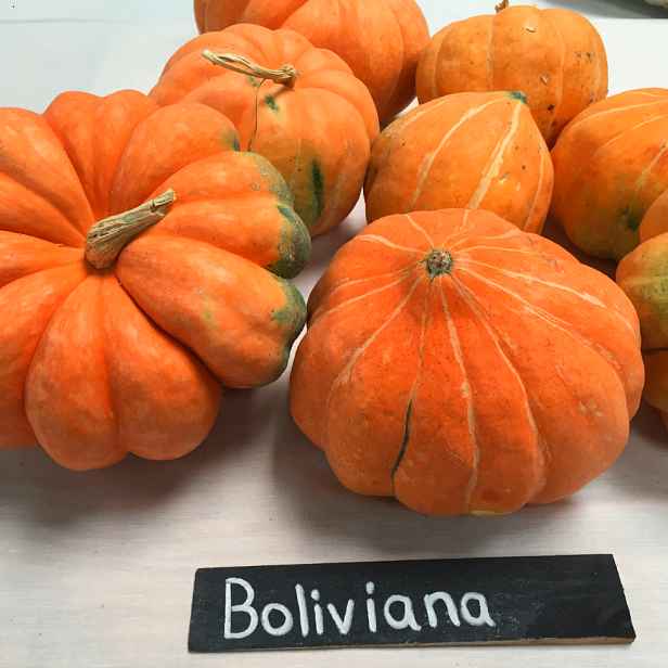 Culina Botanica Dýně Boliviana