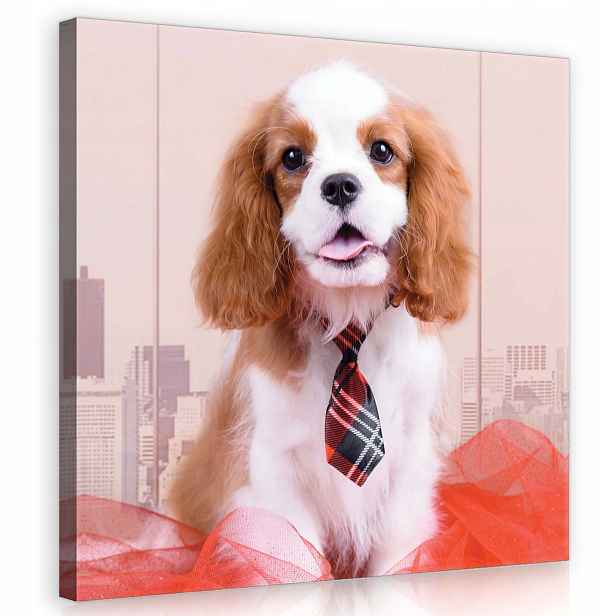 Obraz 80x80 Sladký pes Cavalier King Charles Spaniel kravata červená