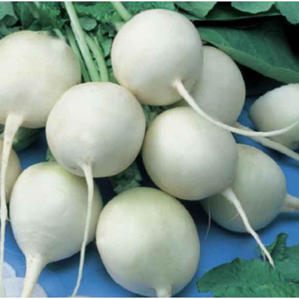 Culina Botanica Ředkev setá - Acord kulatá