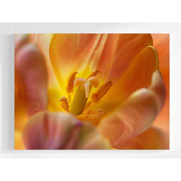 Plakát Žlutý Květ Tulipán Příroda Makro Fotografie 100x75