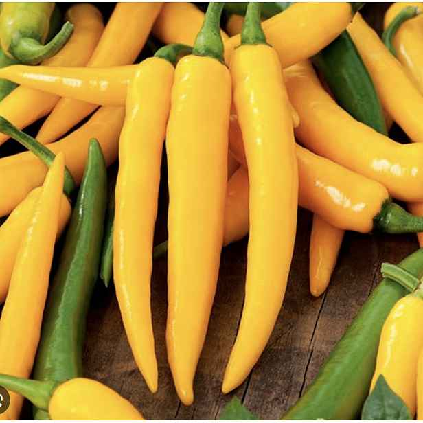 Culina Botanica Paprika roční Harvey