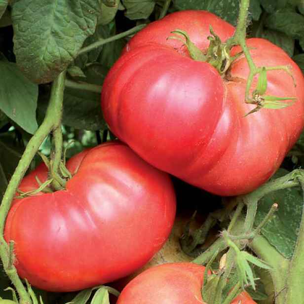 Culina Botanica Rajče jugoslávské Crnkovičovo