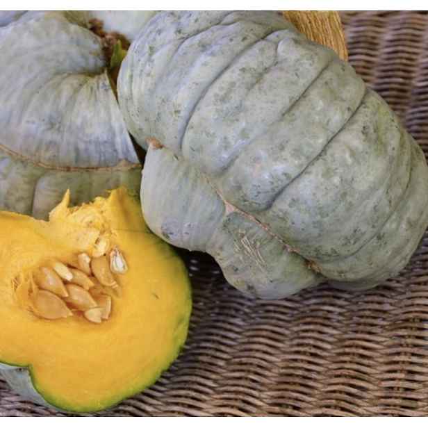 Culina Botanica Dýně Berrettina Piacentina