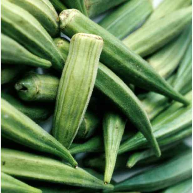 Culina Botanica Ibiškovec jedlý - OKRA - zelená