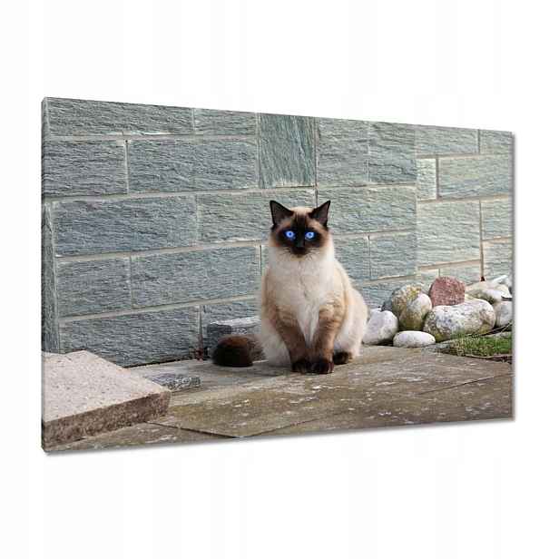 Obrazy 120x80 Kočka Kotě Kočičky Kočička