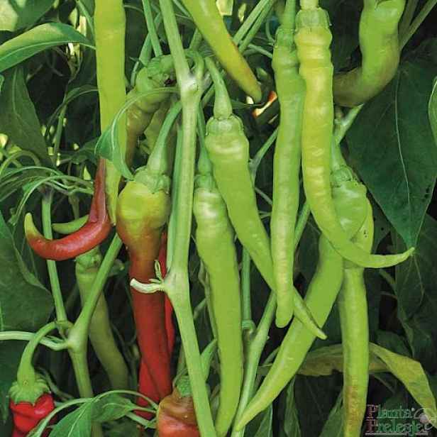 Culina Botanica Paprika pálivá "Lunga Sigaretta Biondo"