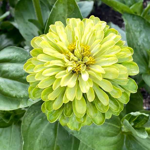 Culina Botanica Ostálka zelená Envy