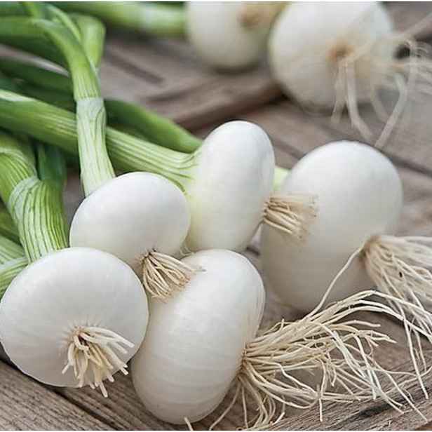 Culina Botanica Cibulka jarní francouzská "Vaugirard"