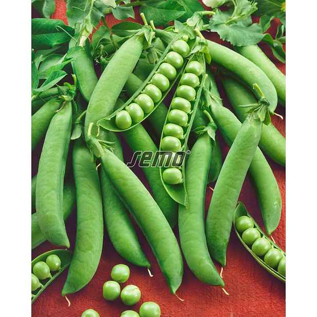 Culina Botanica Hrách dřeňový Radovan