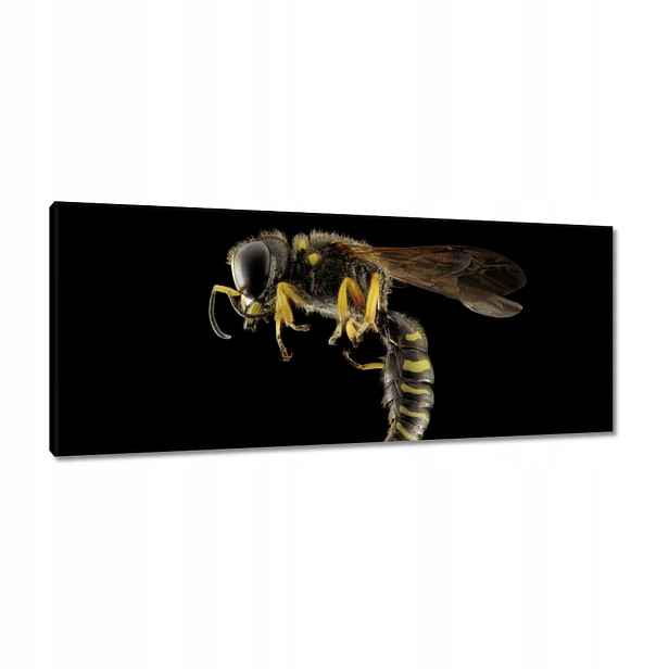 Obrazy 100x40 Osa