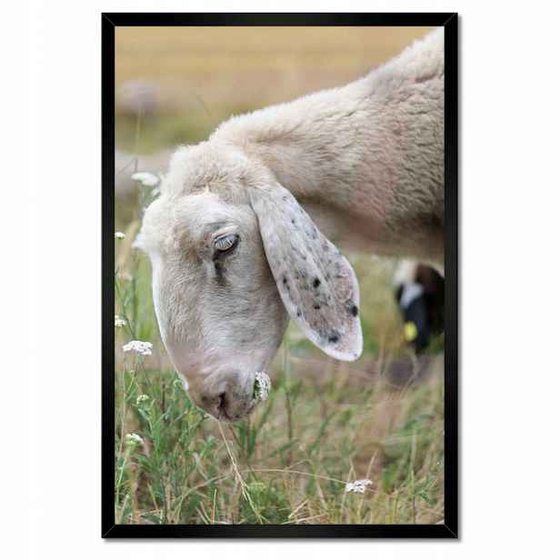 Plakáty v rámu 40x60 Ovečka na pasení