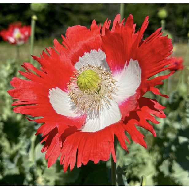 Culina Botanica Mák okrasný Danish Flag