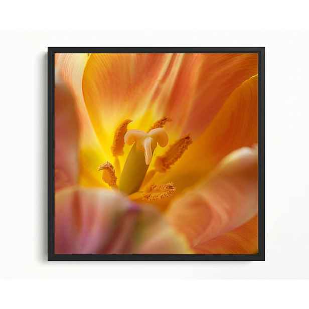 Obraz Rám Americký Box Květ Žlutý Tulipán Příroda Makro Fotografie 50x50