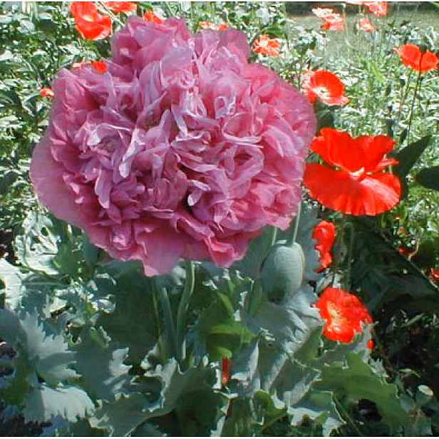 Culina Botanica Mák okrasný "Purple Passion"