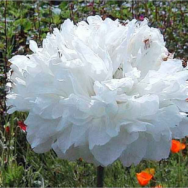 Culina Botanica Mák okrasný "White Cloud"
