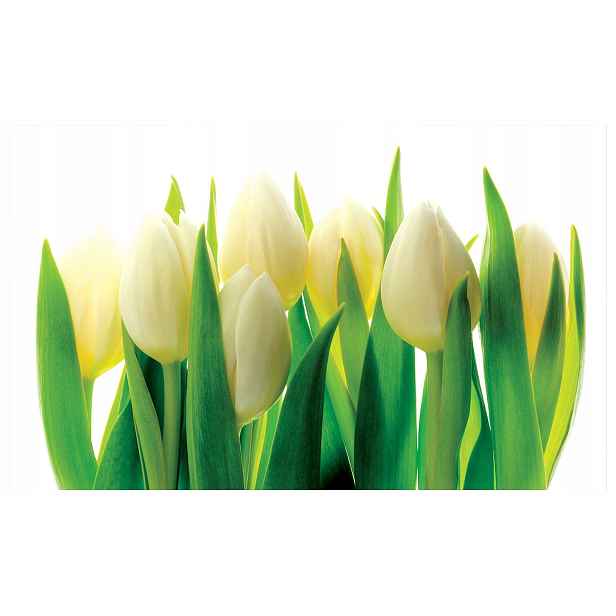 Fototapeta Bílé tulipány jemnost jara harmonie 312x219 lepidlo