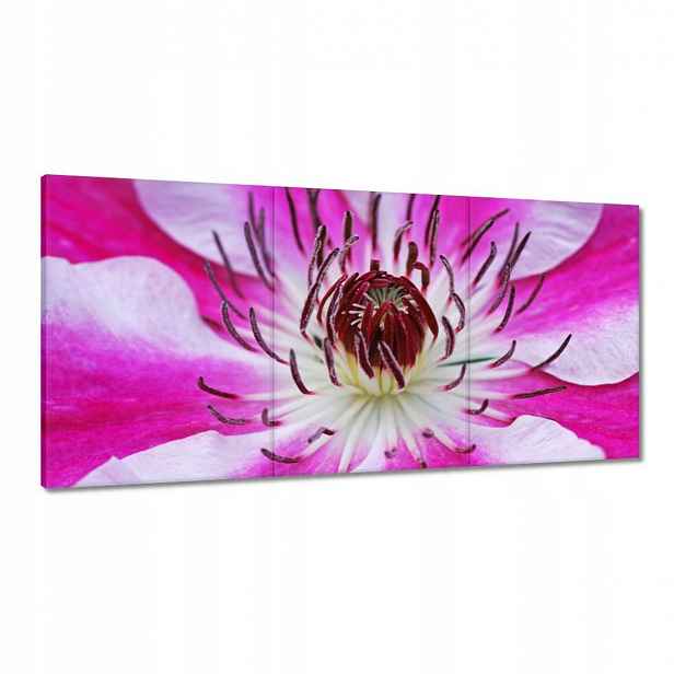 Obrazy 180x90 Bílo-fialové okvětní lístky