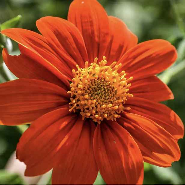 Culina Botanica Mexická slunečnice "Red Torch"