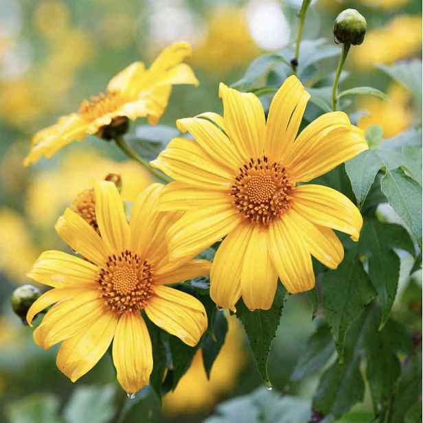 Culina Botanica Mexická slunečnice "Yellow Torch"
