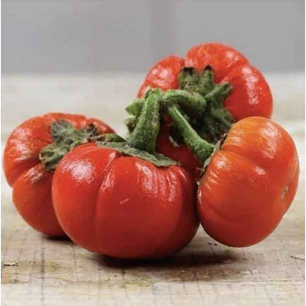 Culina Botanica Lilek etiopský "Goyo Numba"