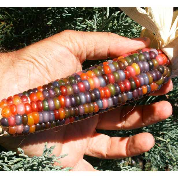 Culina Botanica Indiánská Skleněná kukuřice