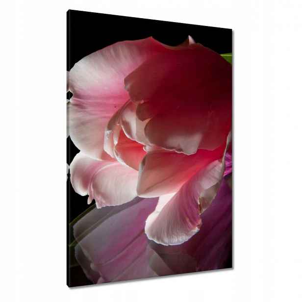 Obrazy 70x100 Růžový květ Tulipán