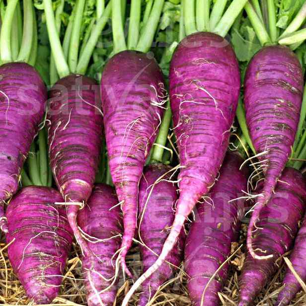 Culina Botanica Ředkev Modrý podzim a zima