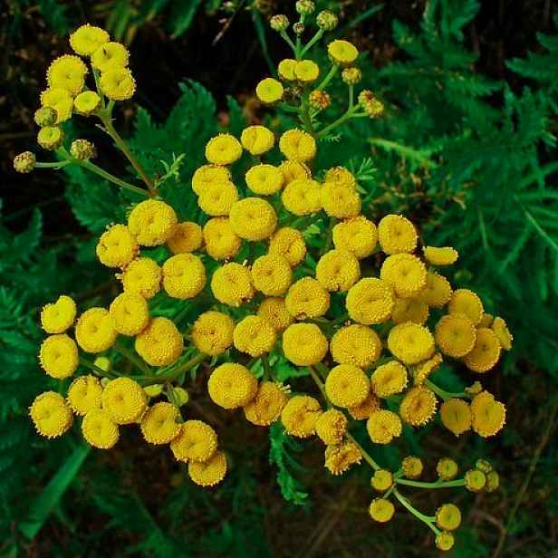 Culina Botanica Vratič obecný