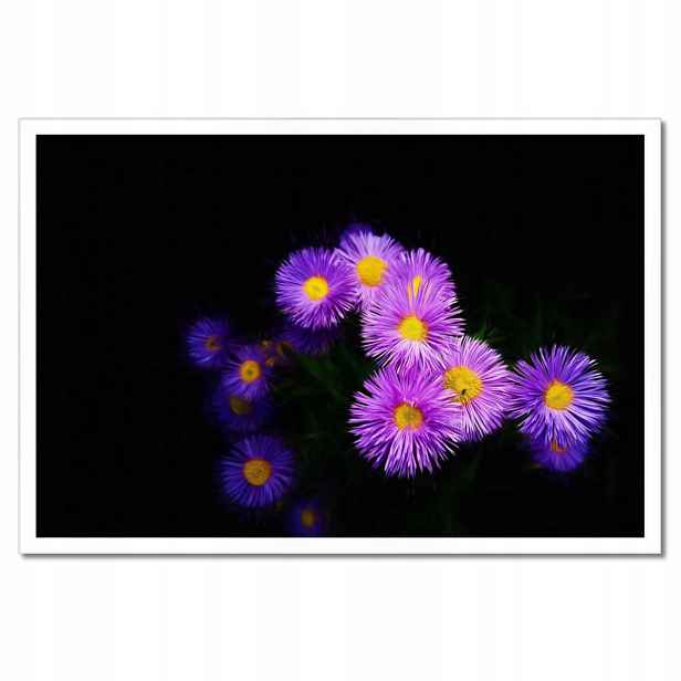 Plakáty v rámu 60x40 Fialové květy aster
