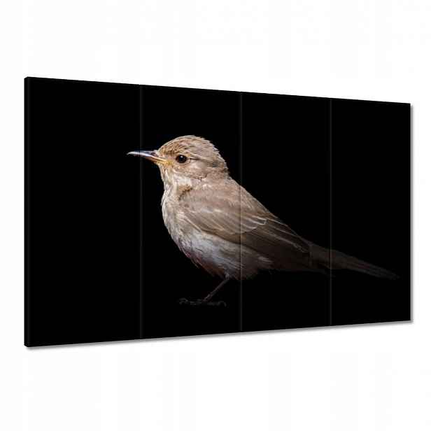 Obrazy 120x80 Malý vrabec ptáček
