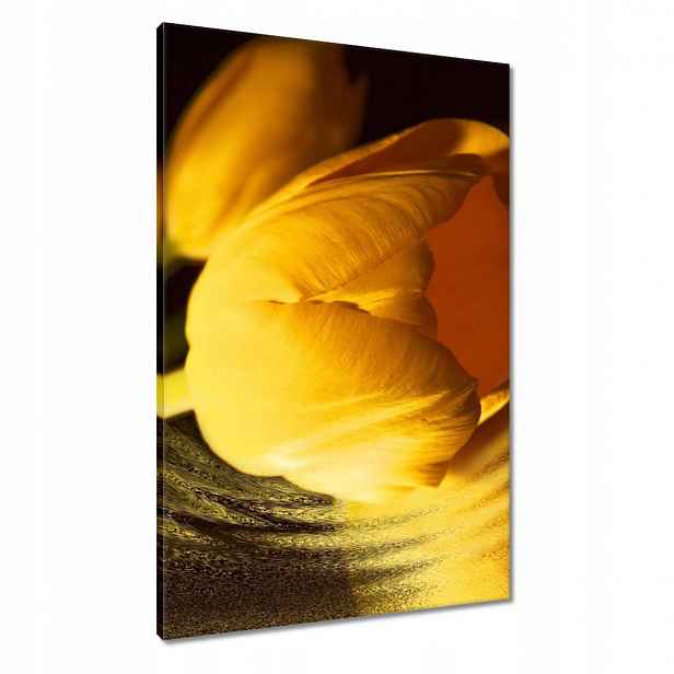 Obrazy 60x90 Žluto-zlatý tulipán