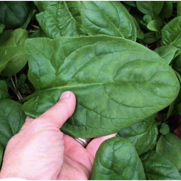 Culina Botanica Divoký špenát "Lorelay"