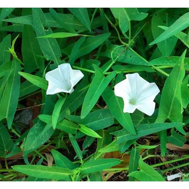 Culina Botanica Vodní špenát bambusové listy