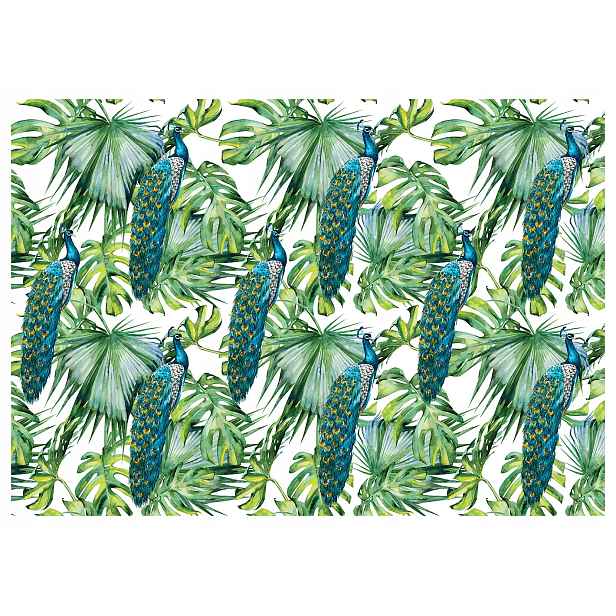 Fototapeta Pávi a Monstera tropické listy na bílém pozadí 208x146 lepidlo