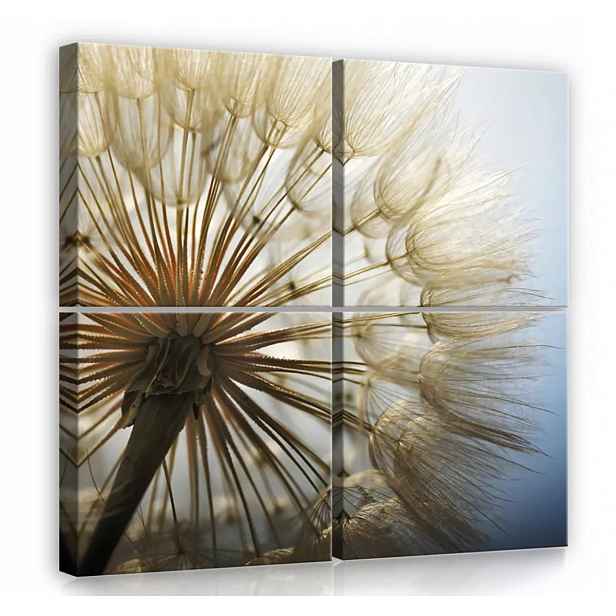 Obraz Na Plátně Canvas 50x50 Pampeliška Květina