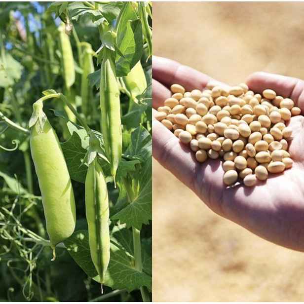 Culina Botanica Hrách žlutý 'Tiberius'
