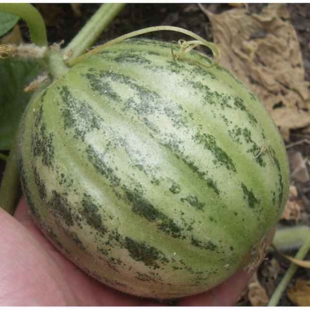 Culina Botanica Okurkomeloun 'Carosello Tondo di Manduria'