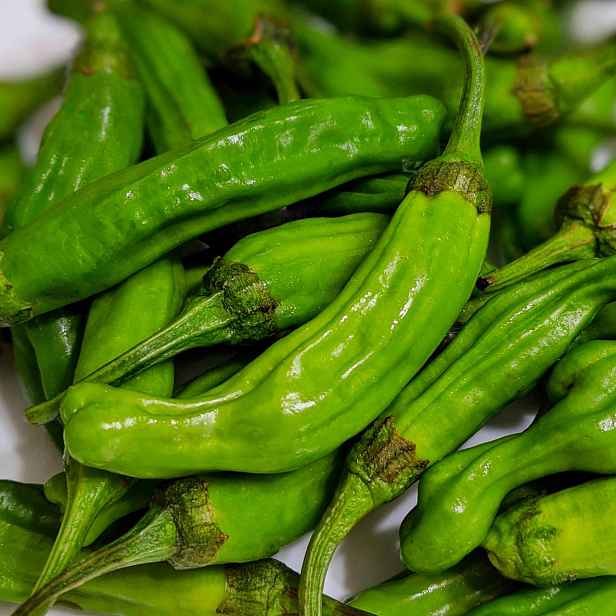Culina Botanica Paprika sladká Shishito